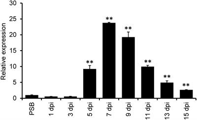 The Flower-Infecting Fungus Ustilaginoidea virens Subverts Plant Immunity by Secreting a Chitin-Binding Protein